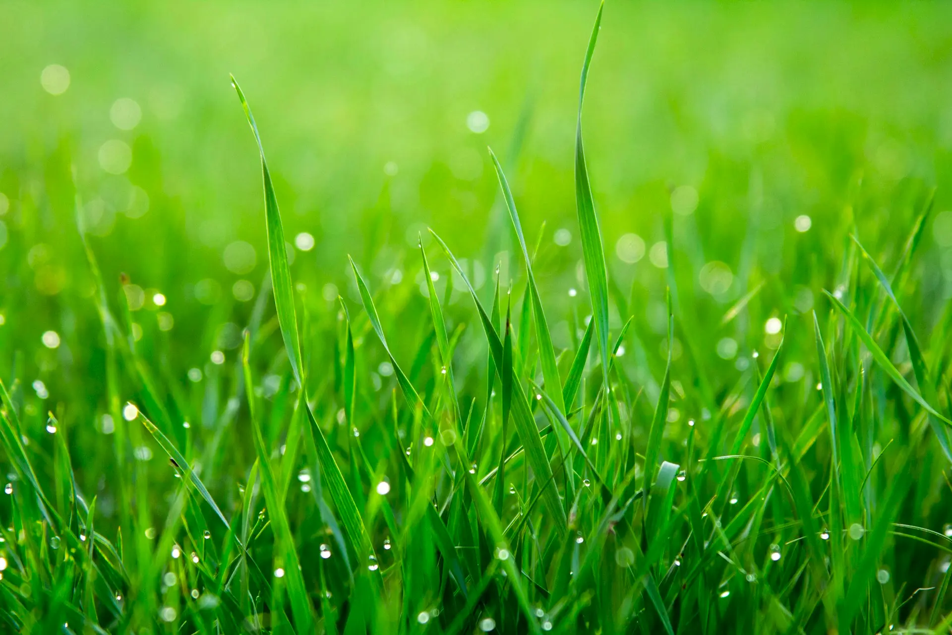 Gras zaden