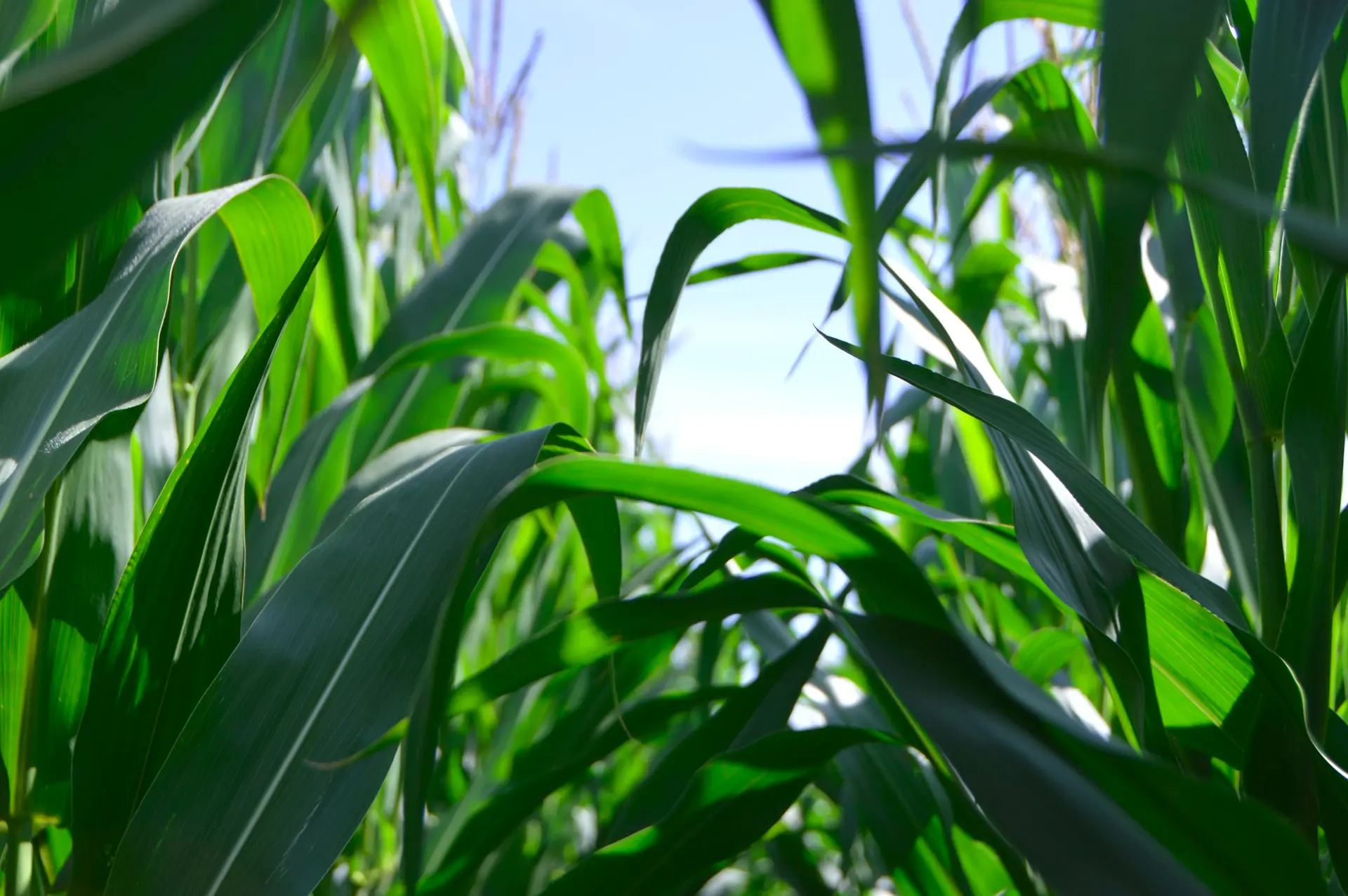Agrarische producten en diensten